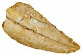 Bargain, Raptor Tooth - Real Dinosaur Tooth #275046-1